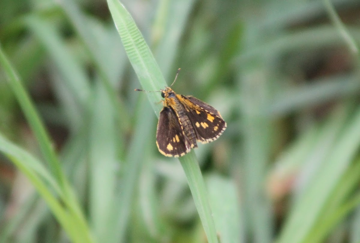 Bush Hopper (Female)