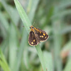 Bush Hopper (Female)