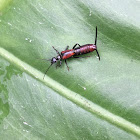 Earwigs