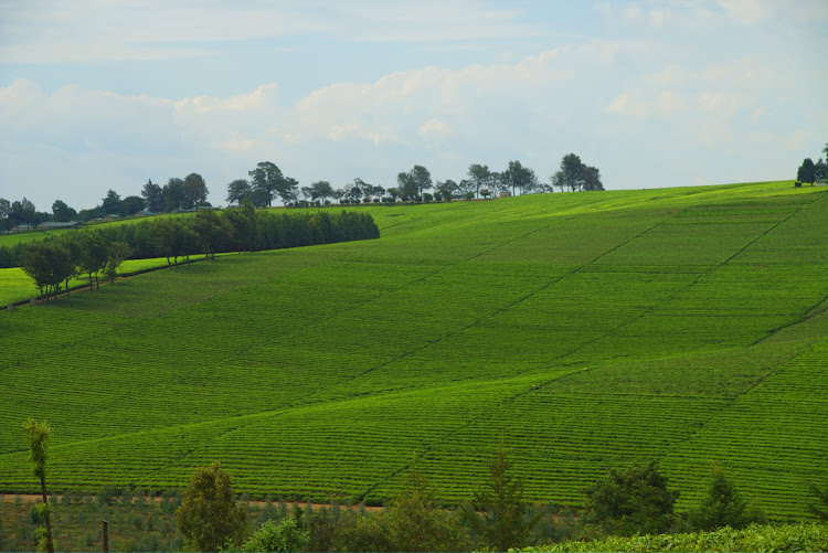 A tea estate in Bomet