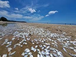 Climate change may have stimulated plankton bloom behind Thai mass fish  die-off: expert | Reuters