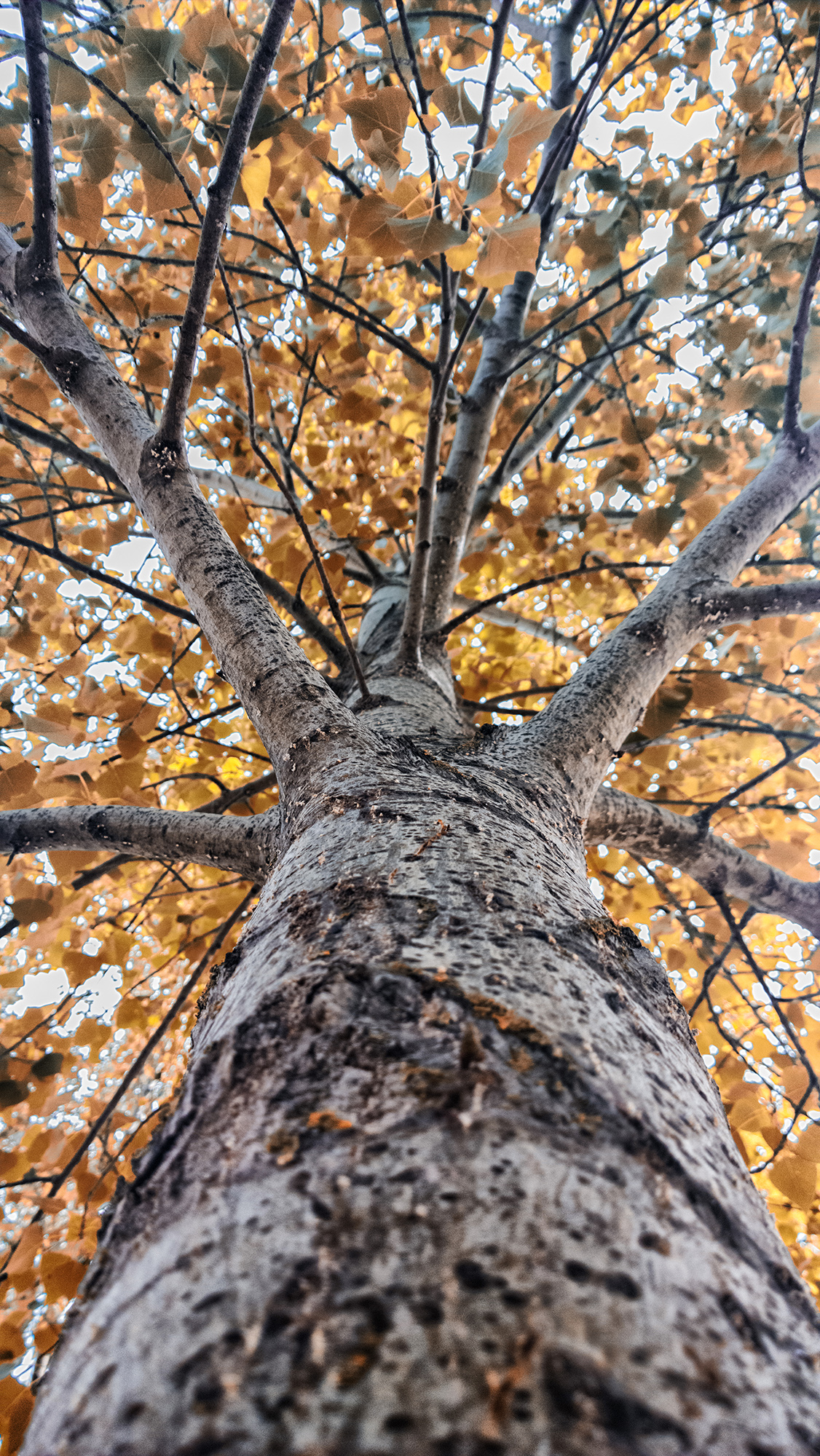 Tree di Domenico Cippitelli