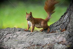 squirrel by Marina  Bogush -   ( fur, forest, shy, fauna, flora, beast, nut, cute, eyes, climb, red, mammal, native, rodent, furry, park, wildlife, soft, green, natural, nature, tail, paw, tree, leaf, eating, gnaw, orange, outdoor, claw, ears, squirrel, elusive, animal, #squirrel, garden, vulgaris, wild )