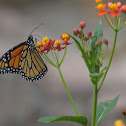 Monarch butterfly