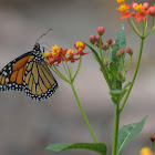 Monarch butterfly