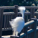 Snowy Egret