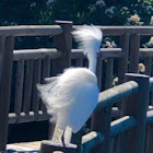 Snowy Egret