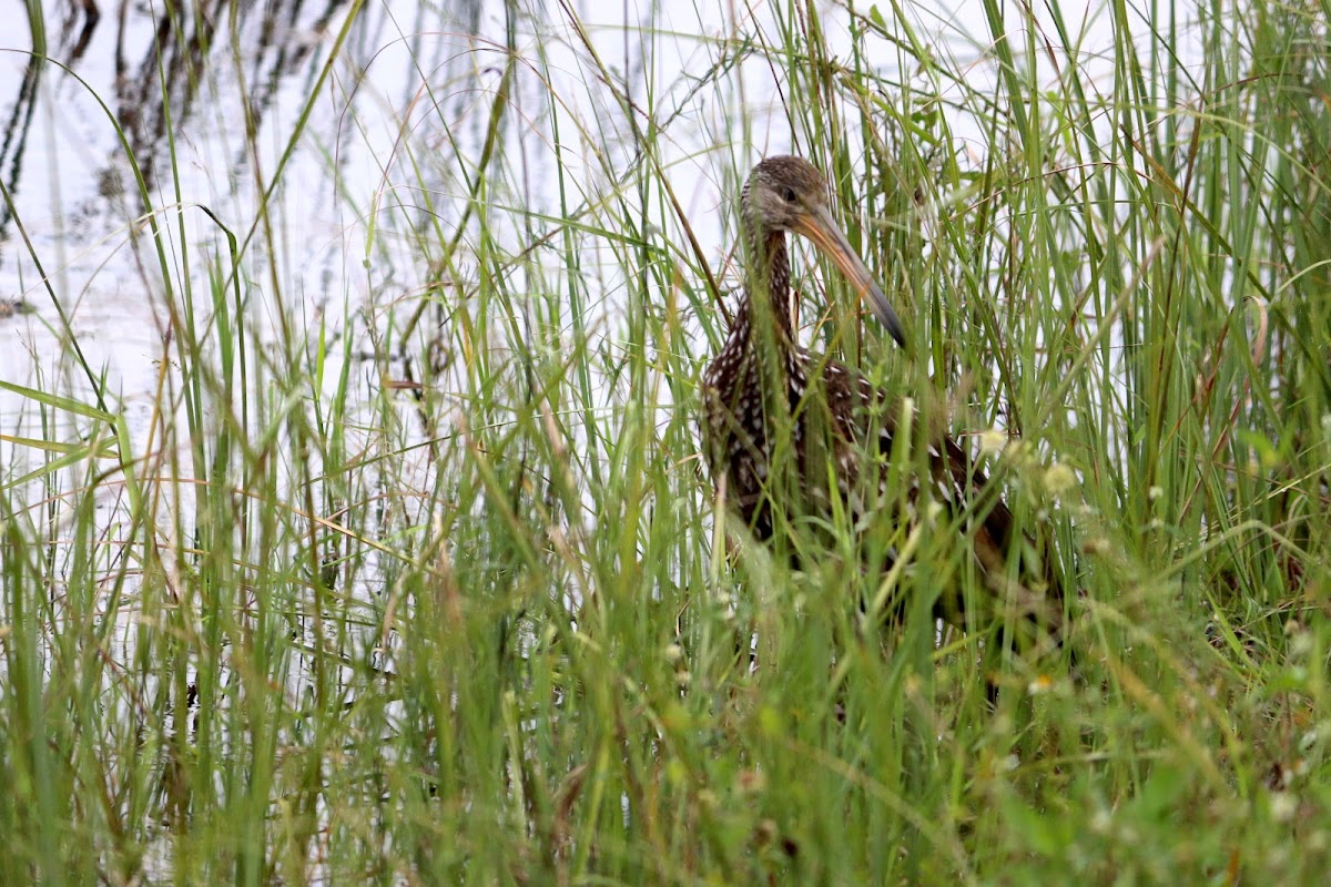 Limpkin