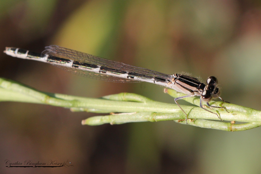 American Bluet