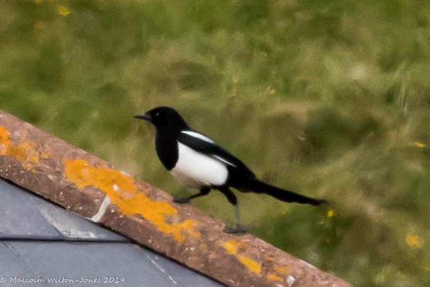 Magpie