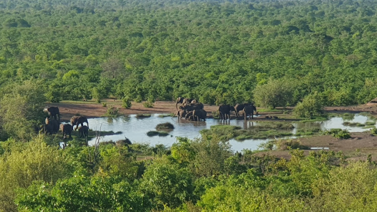 Reforestation is one of the programmes used to earn carbon credits.