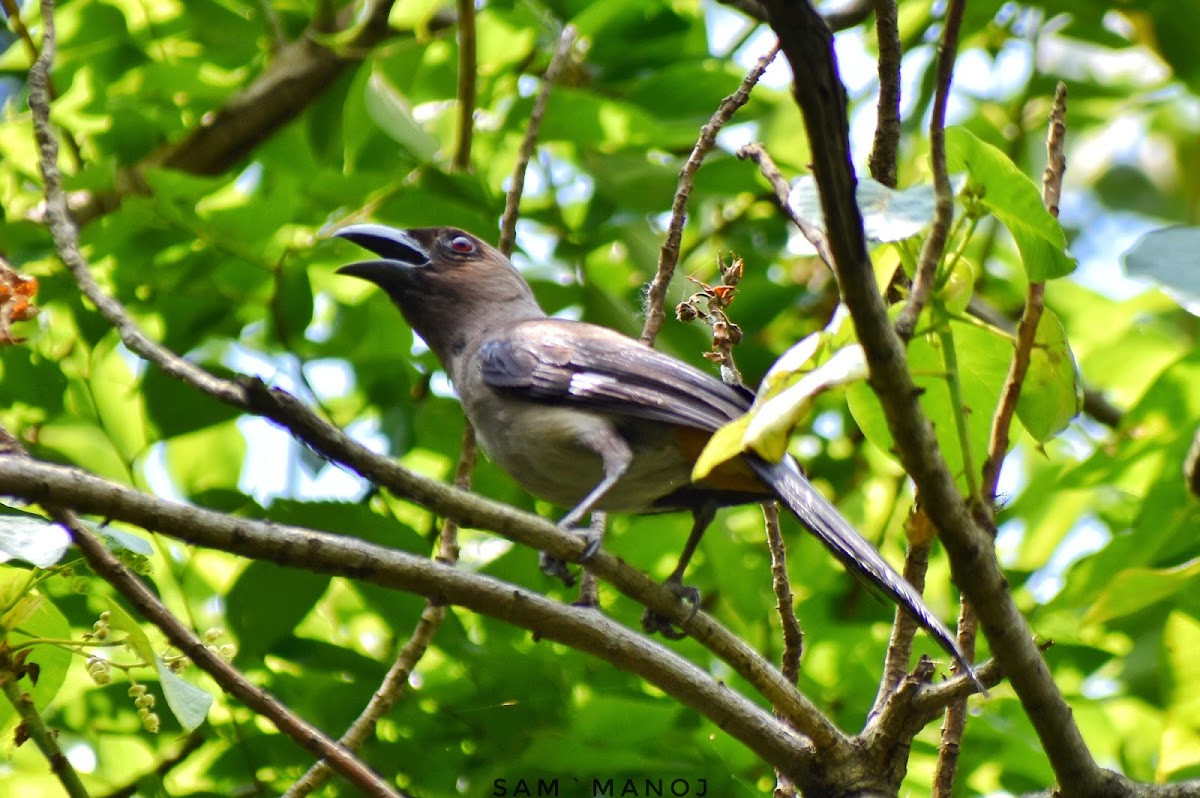 Grey TreePie / Himalayan TreePie / पहाडी कोकले