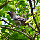 Grey TreePie / Himalayan TreePie / पहाडी कोकले