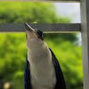 Collared Kingfisher