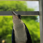 Collared Kingfisher