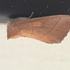 White Dotted Prominent Moth