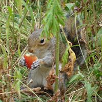 Piacevoli incontri in un parco di Londra di 