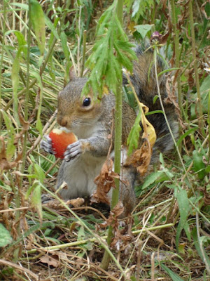 Piacevoli incontri in un parco di Londra di grella