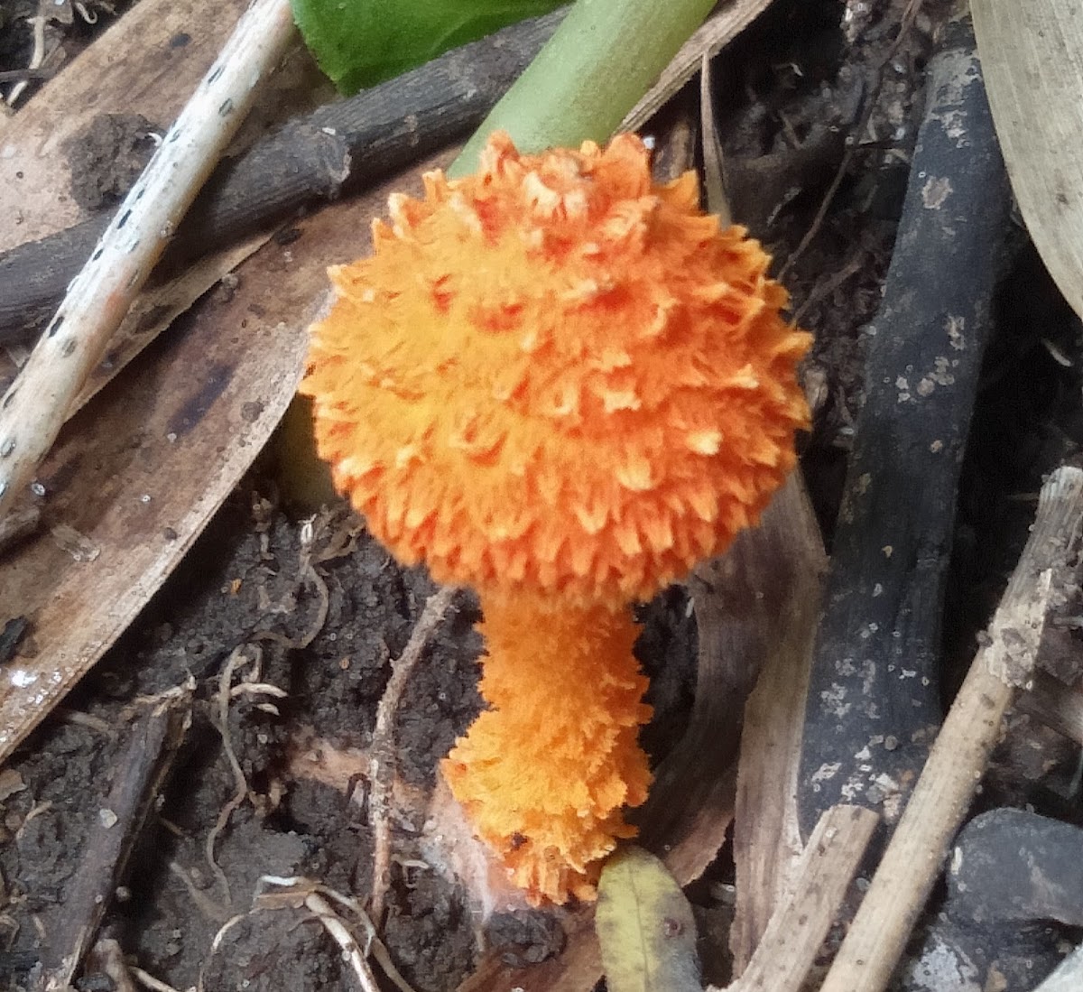 Scaly Tangerine Mushroom