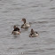 Greylag Goose