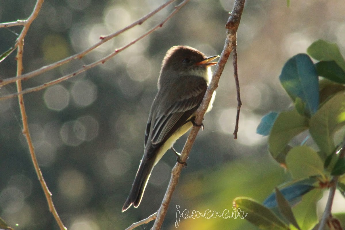 Eastern Phoebe