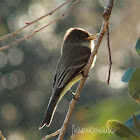 Eastern Phoebe