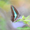 Common Bluebottle