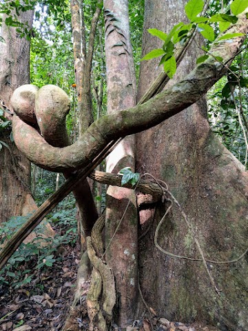 Bintang Hijau FOrest Reserve Butt Tree