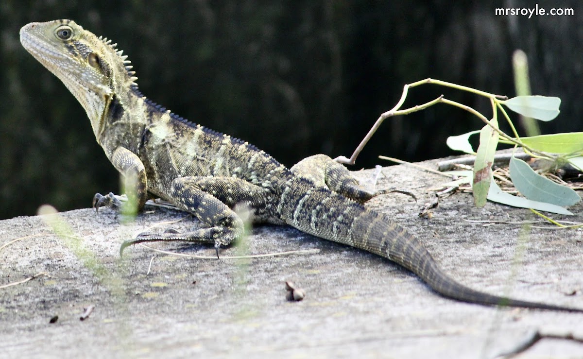 Eastern Water Dragon