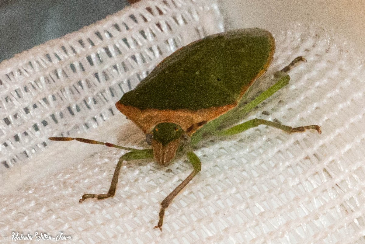 Southern Green Stink Bug