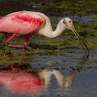 Roseate Spoonbill