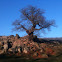 English Oak tree