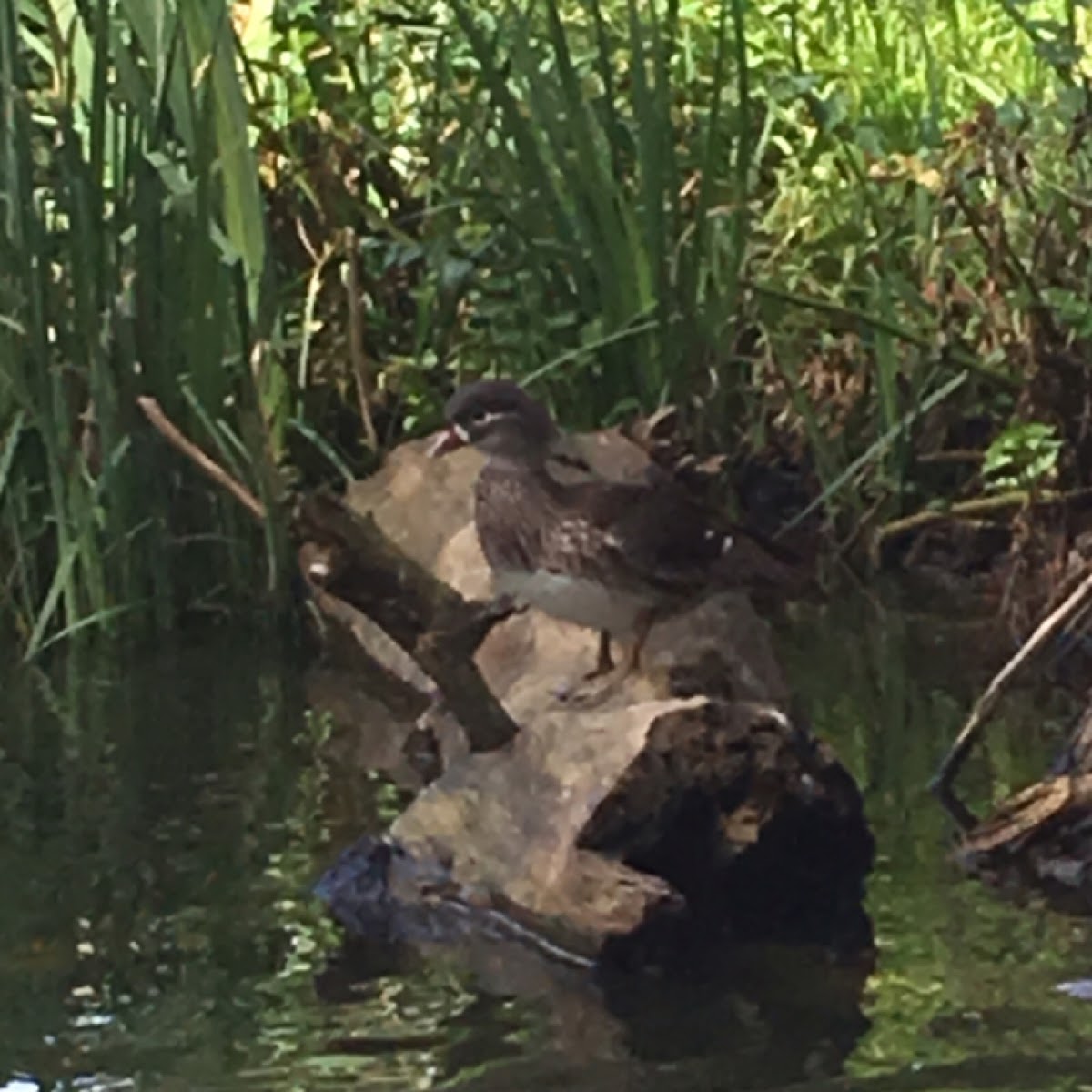 Wood Duck