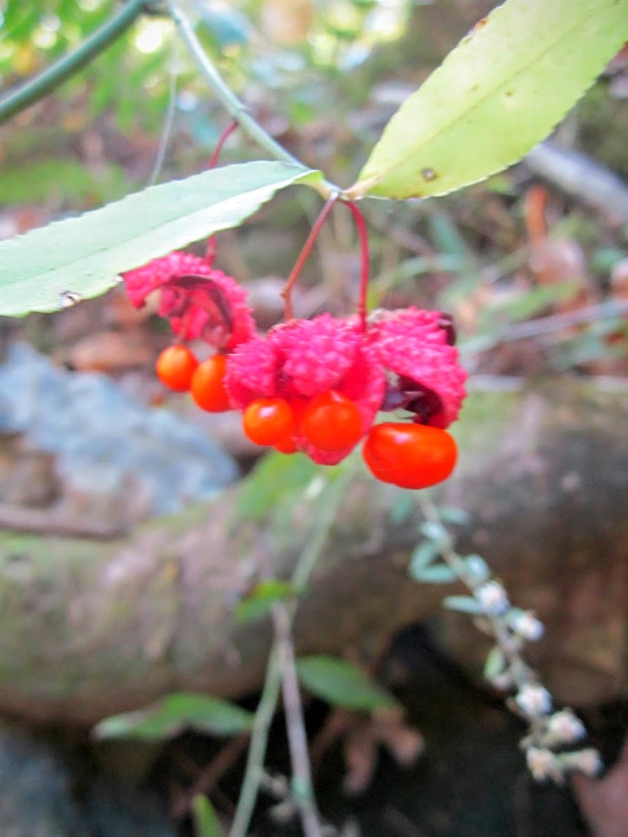 Strawberry Bush, Hearts-a-Bursting