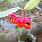 Strawberry Bush, Hearts-a-Bursting