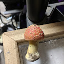 Amanita