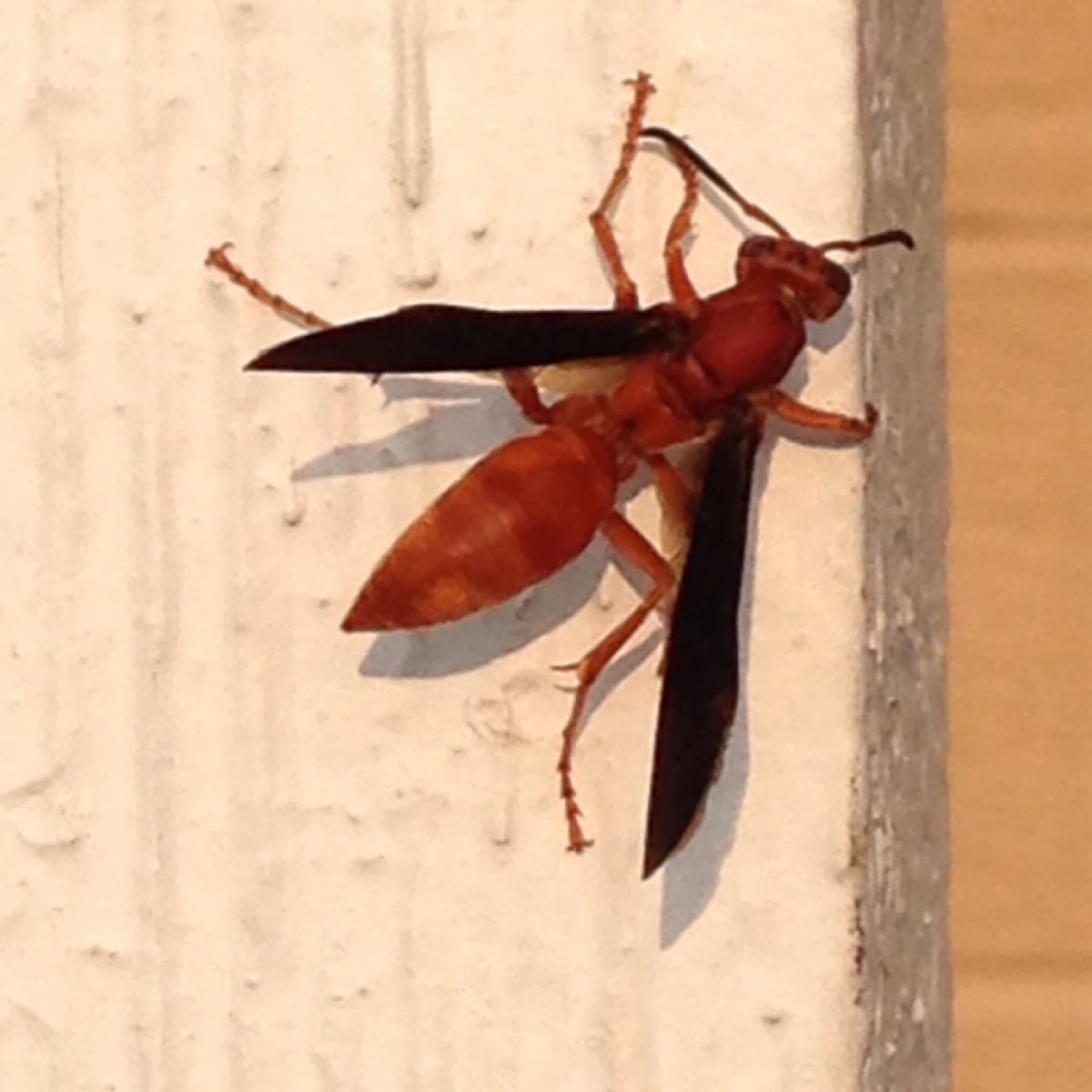 Red Wasp