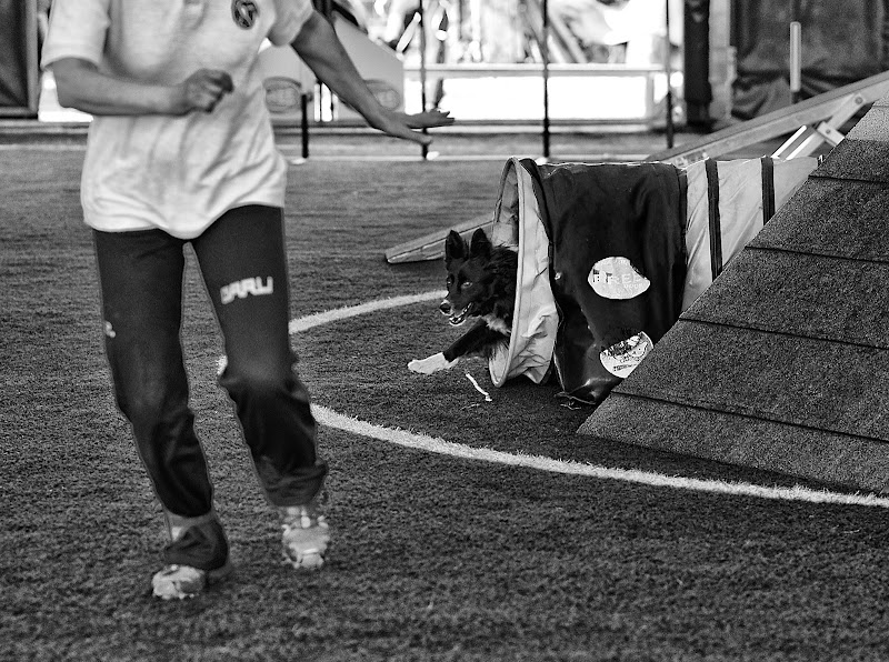 Agility team di nicoletta lindor