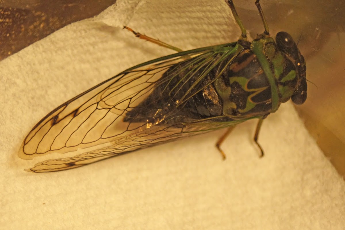 Cicada