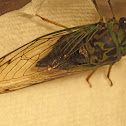 Cicada