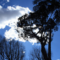 Trees vs Sky di 