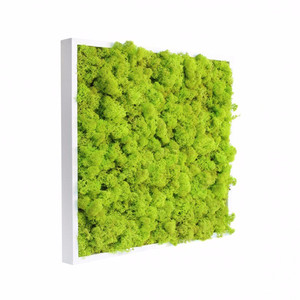 Tableau végétal stabilisé Lichen vert citron 20 x 20 cm