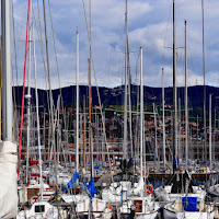 Alberi urbani a Trieste di 