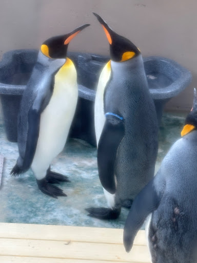 ラパン
