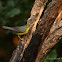 Canada Warbler