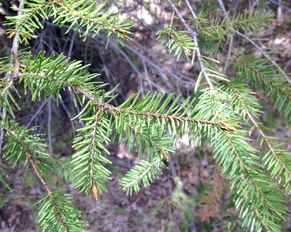 White Fir