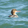 Red-breasted Merganser