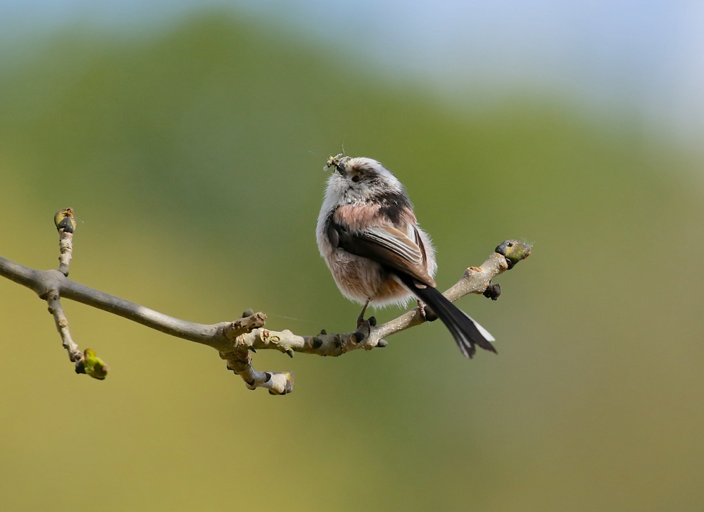 Long-tailed Tit