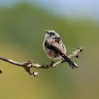 Long-tailed Tit