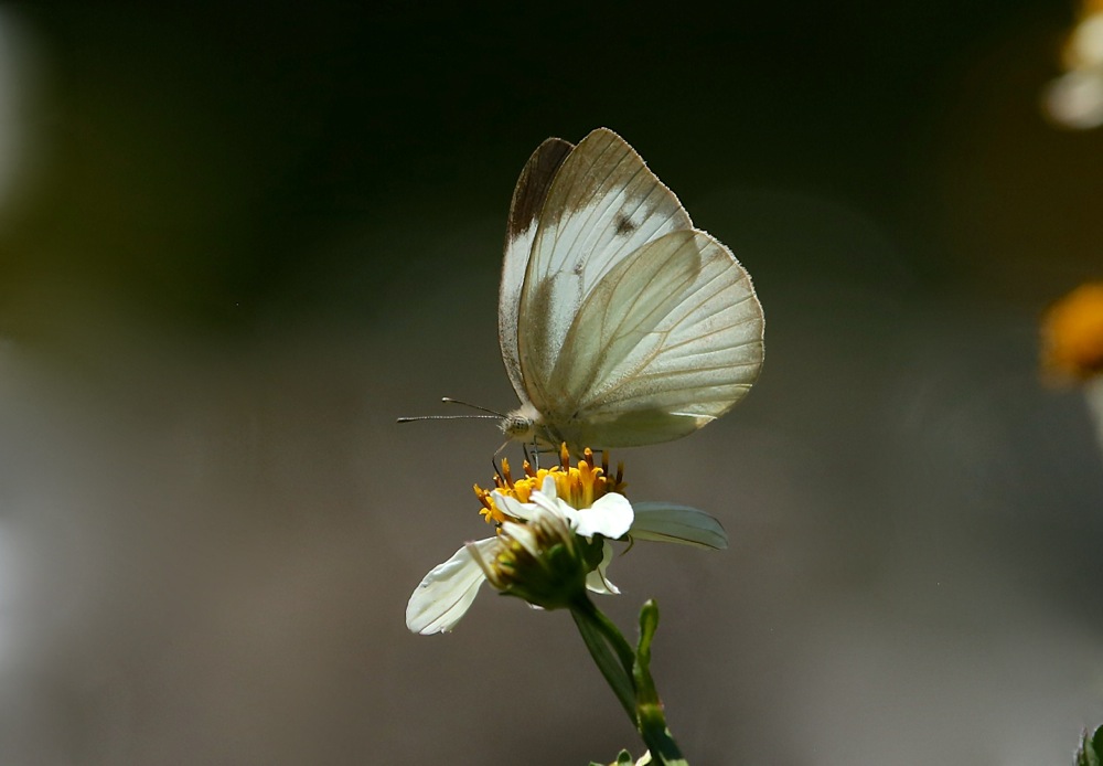 Indian Cabbage White